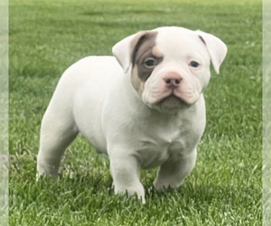 American Bully Puppy for sale in BENSENVILLE, IL, USA