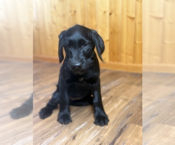 Medium Photo #4 Goldador Doodle Puppy For Sale in ESTES PARK, CO, USA