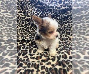 Biewer Yorkie Puppy for sale in SALUDA, SC, USA