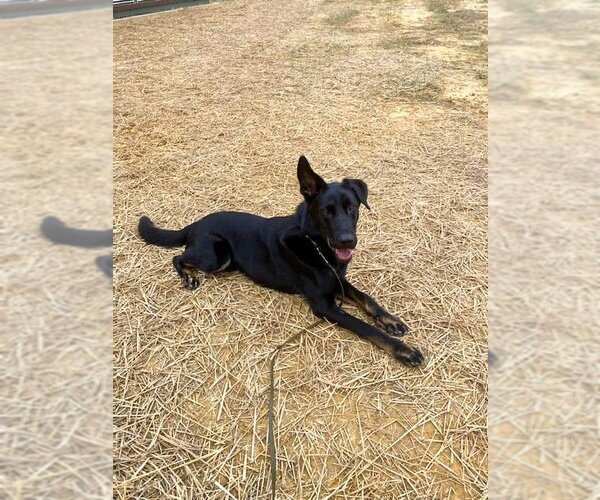 Medium Photo #3 German Shepherd Dog Puppy For Sale in Rolesville, NC, USA