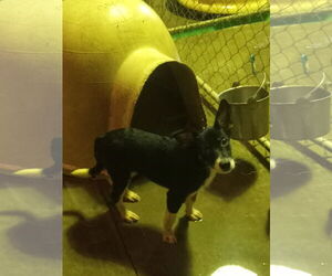 Border Collie-Unknown Mix Dogs for adoption in Bonifay, MO, USA