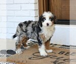 Small #2 Bernedoodle (Miniature)