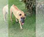 Small #1 Mutt