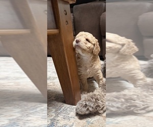 Medium Aussiedoodle