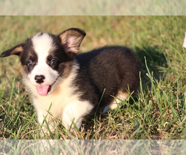 Medium Photo #8 Pembroke Welsh Corgi Puppy For Sale in FORT MADISON, IA, USA