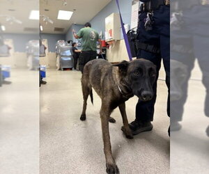 Mutt Dogs for adoption in Riverside, CA, USA