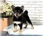 Small Photo #7 Shiba Inu Puppy For Sale in SAN DIEGO, CA, USA