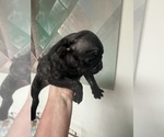 Small #7 Frenchie Pug
