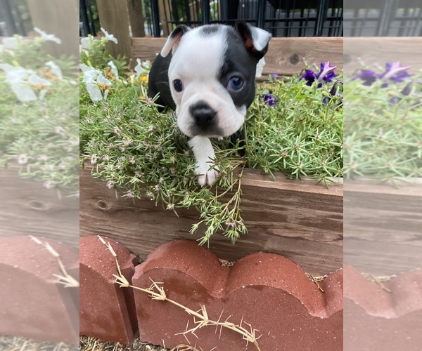 Medium Photo #7 Boston Terrier Puppy For Sale in FREDONIA, KS, USA
