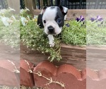 Small #6 Boston Terrier