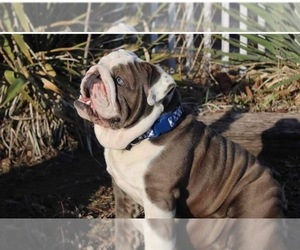 Father of the English Bulldog puppies born on 05/31/2025