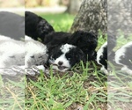 Small Photo #9 Aussiedoodle Miniature  Puppy For Sale in FORT MYERS, FL, USA