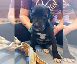 Great Dane Puppy for sale in RUSSELL, IA, USA