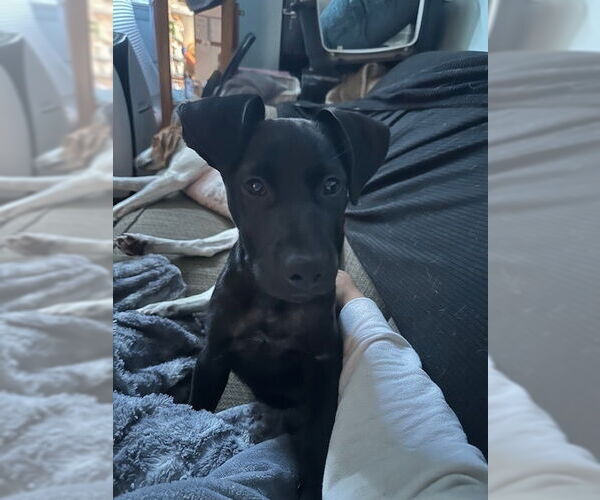 Medium Photo #16 Labrador Retriever-Unknown Mix Puppy For Sale in Brewster, NY, USA