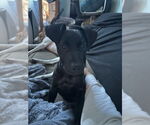 Small #15 Labrador Retriever Mix