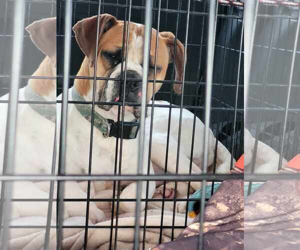 Medium Photo #7 Boxer Puppy For Sale in Burnsville, MN, USA