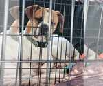 Small #6 Boxer