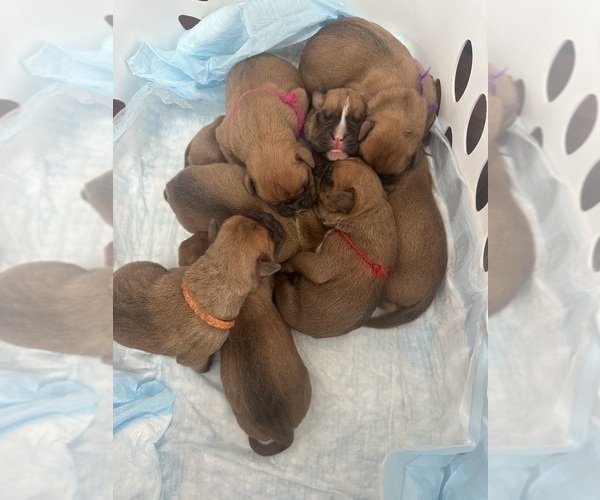 Medium Photo #14 Boxer Puppy For Sale in EAST FREETOWN, MA, USA