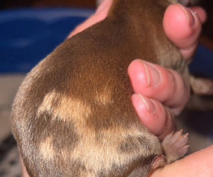 Dachshund Puppy for sale in BASSETT, VA, USA