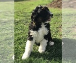 Small #19 Bernedoodle