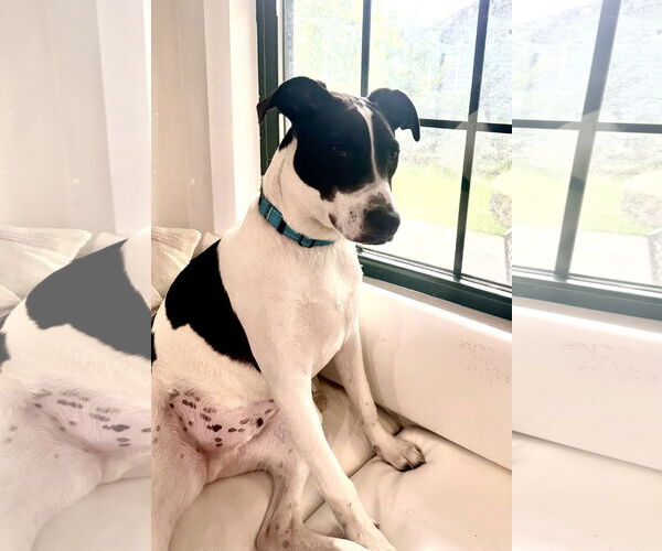 Medium Photo #7 Pointer-Unknown Mix Puppy For Sale in Westwood, NJ, USA