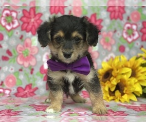 Pembroke Welsh Corgi-Poodle (Miniature) Mix Puppy for sale in LANCASTER, PA, USA