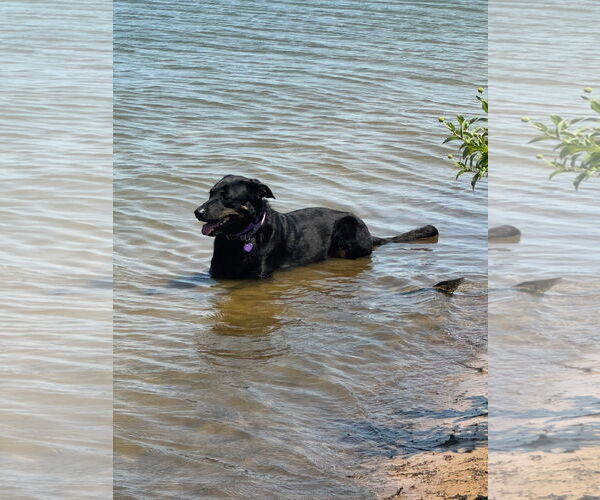 Medium Photo #6 Labrador Retriever-Unknown Mix Puppy For Sale in Fort Worth, TX, USA
