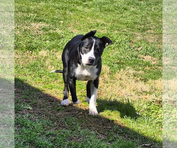 Medium Photo #8 Mutt Puppy For Sale in MECHANICSBURG, PA, USA