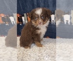 Small Photo #3 Miniature Australian Shepherd Puppy For Sale in MARTINSVILLE, IN, USA