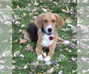 Mutt Dogs for adoption in Oakhurst, NJ, USA