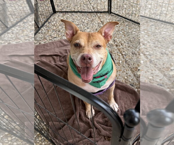 Medium Photo #1 Labrador Retriever-Staffordshire Bull Terrier Mix Puppy For Sale in Jackson, MS, USA