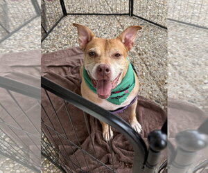 Labrador Retriever-Staffordshire Bull Terrier Mix Dogs for adoption in Jackson, MS, USA