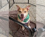 Winnie J - Female Labrador Retriever-Staffordshire Bull Terrier Mix Dog for Adoption - Small photo