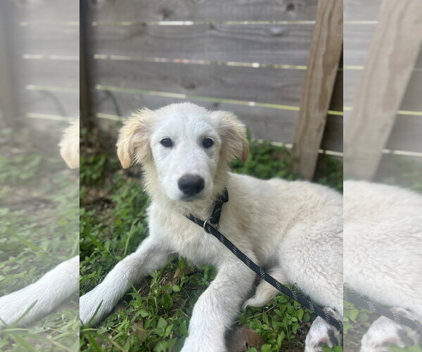 Medium Photo #16 Great Pyrenees Puppy For Sale in Spring, TX, USA