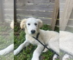 Small #15 Great Pyrenees