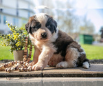 Small Photo #9 Saint Bernard Puppy For Sale in WEST FARMINGTON, OH, USA