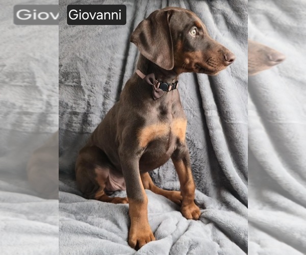 Medium Photo #2 Doberman Pinscher Puppy For Sale in POMEROY, OH, USA