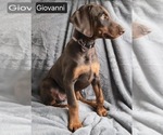 Small #1 Doberman Pinscher