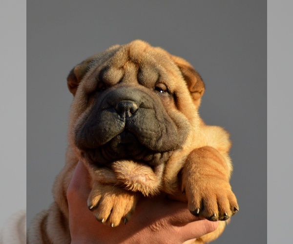 Medium Photo #12 Chinese Shar-Pei Puppy For Sale in Novo Milosevo, Vojvodina, Serbia