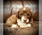 Small Photo #1 Sheepadoodle Puppy For Sale in TOLEDO, WA, USA