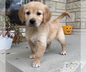 Golden Retriever Puppy for Sale in INDIANAPOLIS, Indiana USA