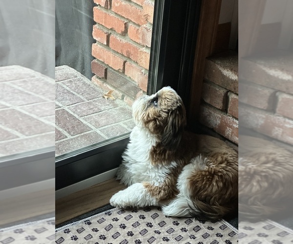 Medium Photo #3 Shih Tzu Puppy For Sale in BLUE SPRINGS, MO, USA