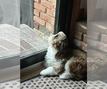 Small #2 Shih Tzu