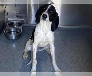 English Foxhound-Unknown Mix Dogs for adoption in Orange, CA, USA