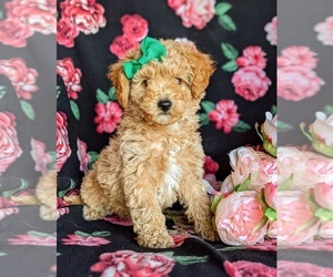 Poodle (Miniature) Puppy for sale in LEOLA, PA, USA