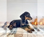 Small #1 Doberman Pinscher