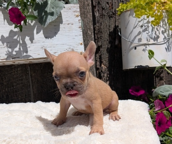 Medium Photo #7 French Bulldog Puppy For Sale in GOSHEN, IN, USA