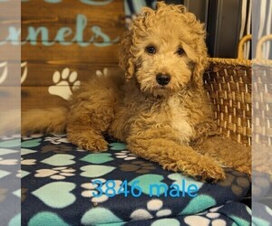 Goldendoodle-Poodle (Toy) Mix Puppy for sale in CLARE, IL, USA