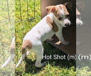 Mutt Dogs for adoption in San Bernardino, CA, USA