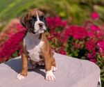 Puppy Penny Boxer